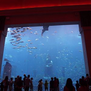 Ambassador lagoon viewing window