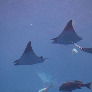 Shortfin devil rays