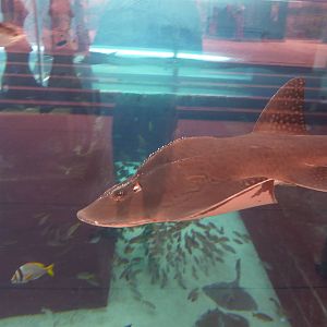 Bowmouth guitarfish