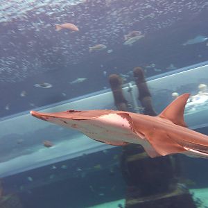 Guitarfish in Aquaventure tank