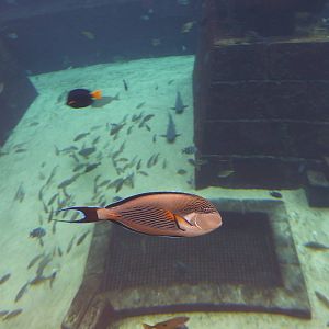 Sohal surgeonfish in Aquaventure tank