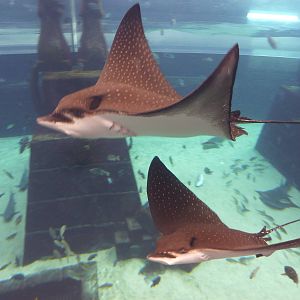 Spotted eagle rays in Aquaventure tank