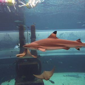 Blacktip reef shark in Aquaventure tank