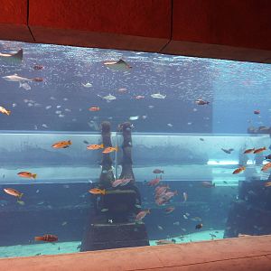 Aquaventure tank showing slide tubes