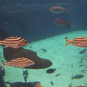 Targetfish in Aquaventure tank