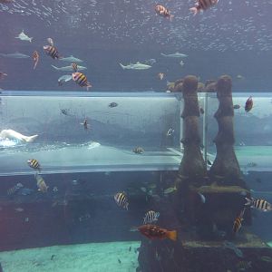 Aquaventure tank