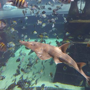 Guitarfish in Aquaventure tank