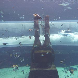 Slide tube in Aquaventure tank