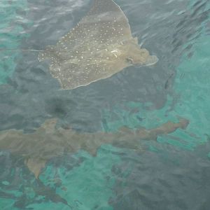 Aquaventure tank from above