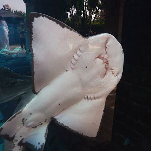 Bowmouth guitarfish in Aquaventure tank