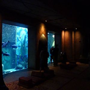 Large fish tank in Lost chambers
