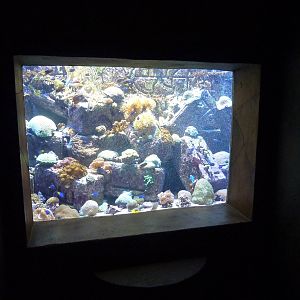 Small reef tank