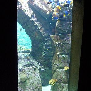Viewing window into larger reef tank/