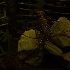Spiny lobster