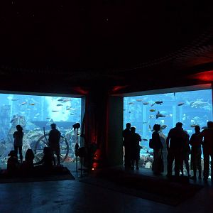 Viewing area for Ambassador lagoon