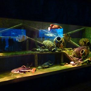 Catfish tank