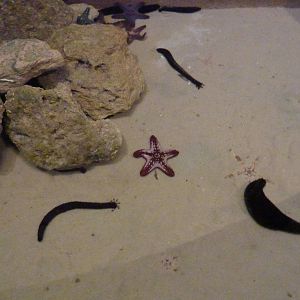 Touch tank with starfish & sea cucumbers