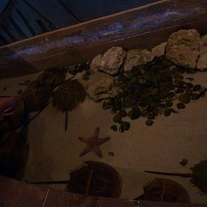 Touch tank with starfish & horseshoe crabs