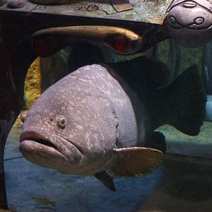 Giant grouper