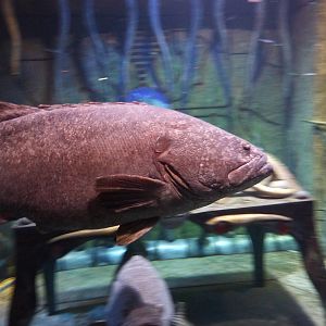 Giant groupers