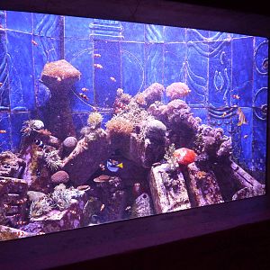 Small reef tank