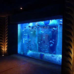 Red-bellied piranha tank