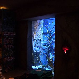 Cichlid tank in souvenir shop