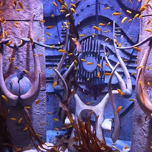 Cichlid tank in souvenir shop