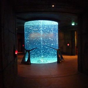 Anchovy tank in entrance