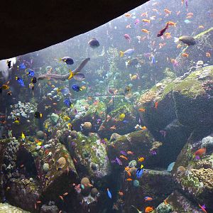 Larger reef tank