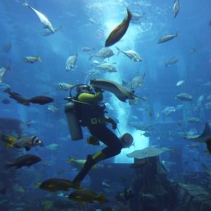 Diver getting attacked