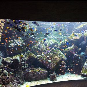 Larger reef tank