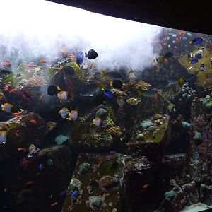 Larger reef tank