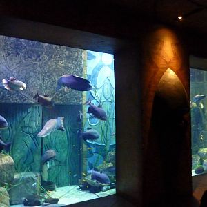 Large fish tank.