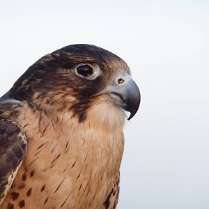 Falcon at Dubai desert safari experience