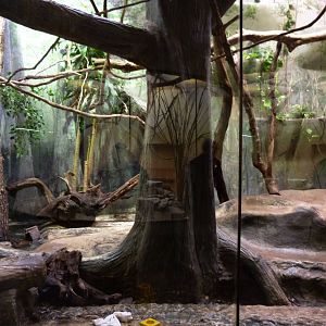 Asian small clawed otter exhibit