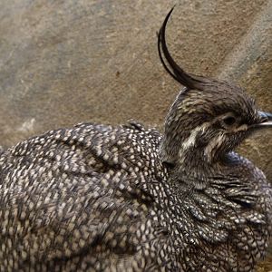 Elegant Crested Tinamou