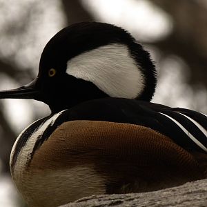 Male Hooded Merganser