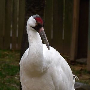 Rocky, male Whooping Crane