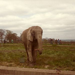 Gomba in sequence circa 1981 I