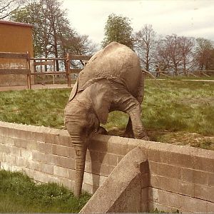 Gomba in sequence circa 1981 II