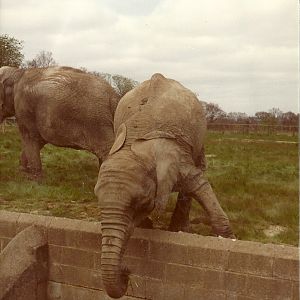 Gomba in sequence circa 1981 III