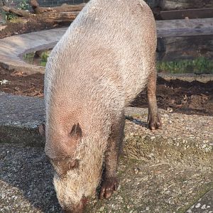 Bearded Pig at London, 16/11/11