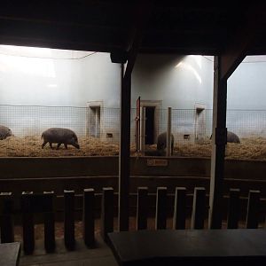 Bearded Pig Stalls at London, 16/11/11