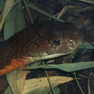 King Cobra at London, 16/11/11