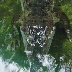 Philippine Crocodile at London, 16/11/11