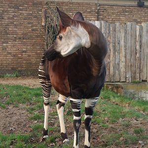 Okapi at London, 16/11/11