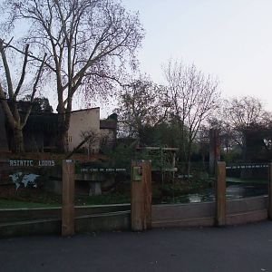 Asian Lion Exhibit at London, 16/11/11