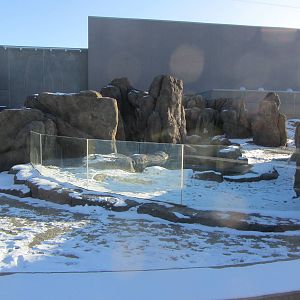 Penguin Plunge