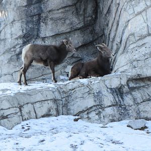 Bighorn Sheep